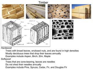 Timber Hardwood Trees with broad leaves, enclosed nuts, and are found in high densities Mostly deciduous trees that drop their leaves annually Examples include Aspen, Birch, Elm, Maple Softwood Trees that are cone-bearing, leaves are needles Do not shed their needles annually  Examples include Pine, Spruce, Cedar, Fir, and Douglas Fir 