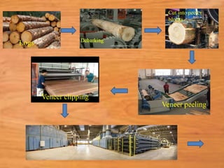 Logs
Veneer peeling
Veneer clipping
Cut into peeler
blocks
 
