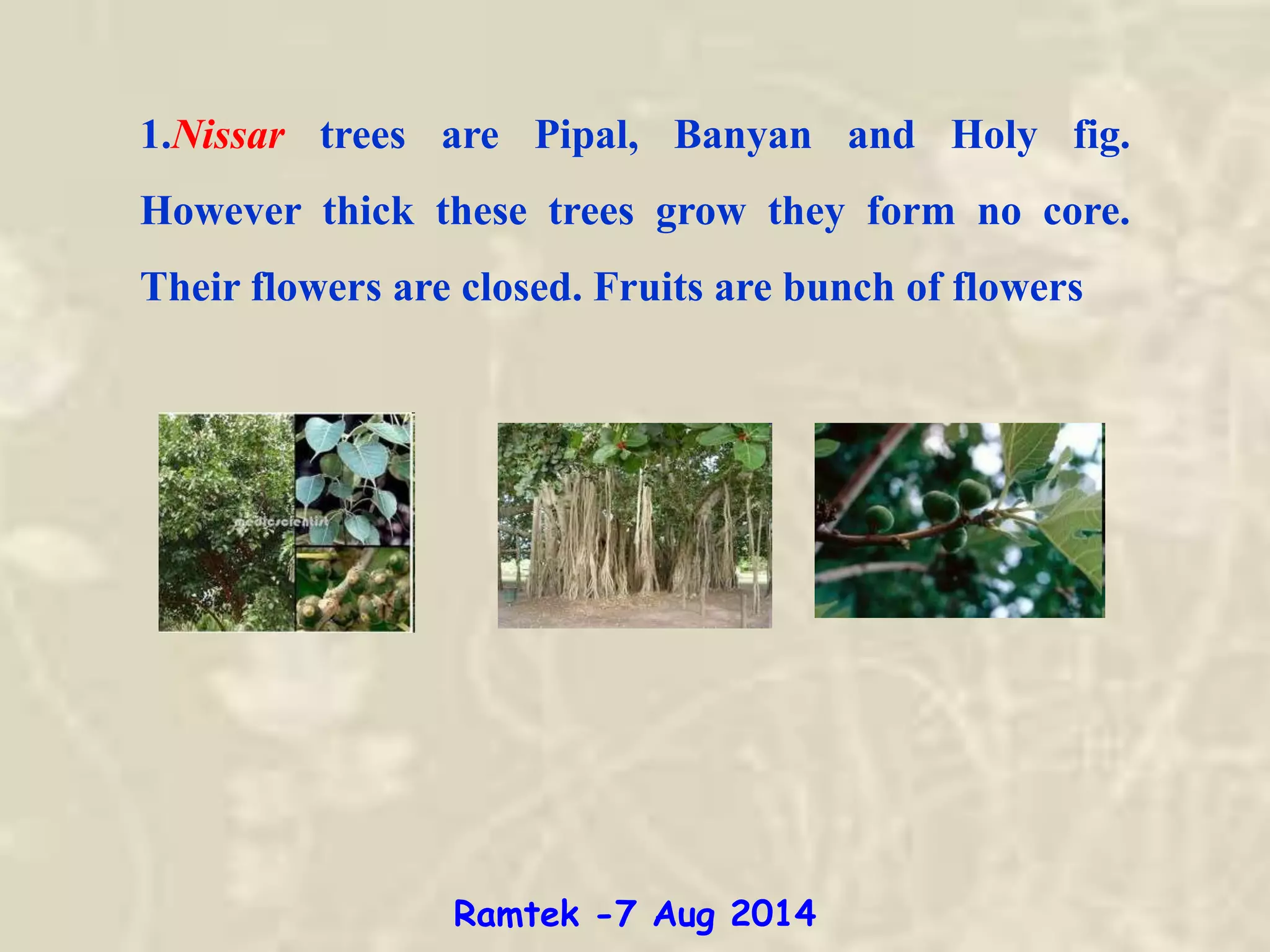 1.Nissar trees are Pipal, Banyan and Holy fig.
However thick these trees grow they form no core.
Their flowers are closed. Fruits are bunch of flowers
Ramtek -7 Aug 2014
 