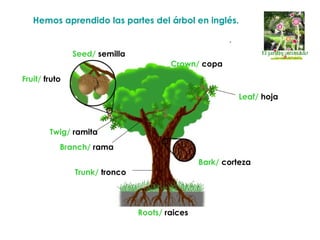 Hemos aprendido las partes del árbol en inglés.


               Seed/ semilla
                                       Crow...