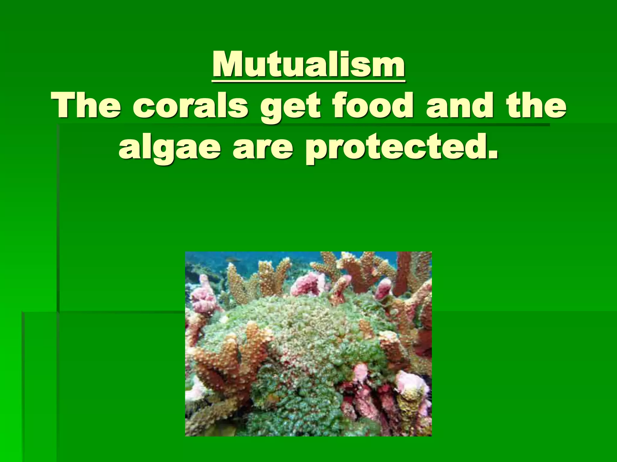 Mutualism
The corals get food and the
algae are protected.
 