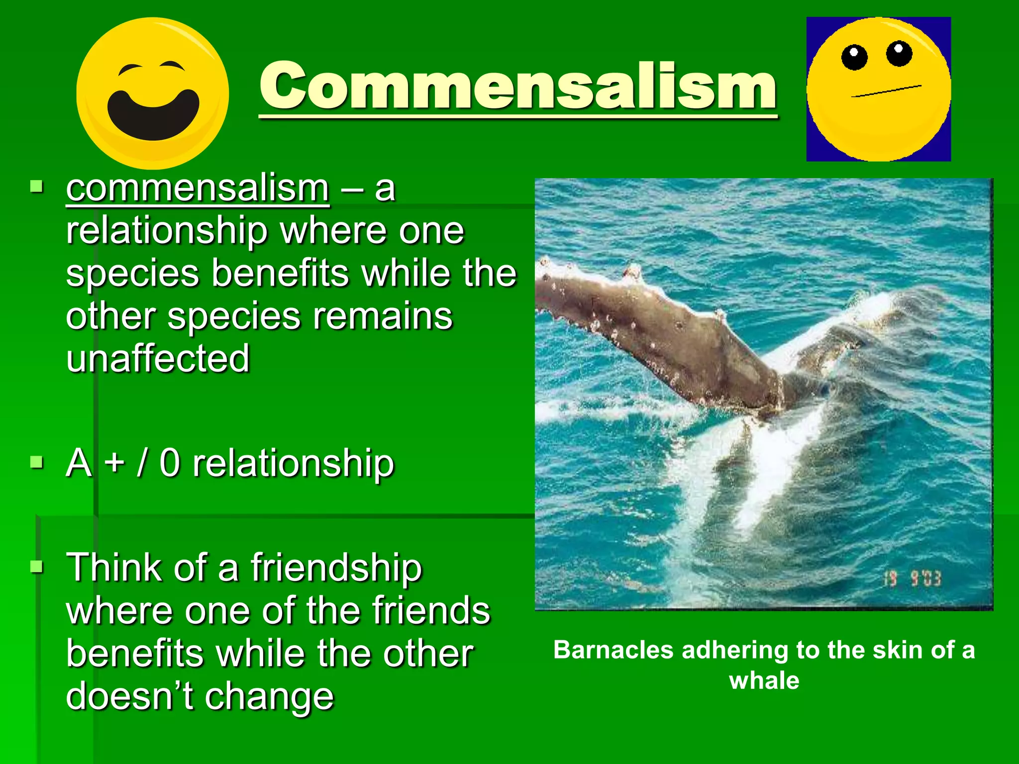 Commensalism
 commensalism – a
relationship where one
species benefits while the
other species remains
unaffected
 A + / 0 relationship
 Think of a friendship
where one of the friends
benefits while the other
doesn’t change
Barnacles adhering to the skin of a
whale
 