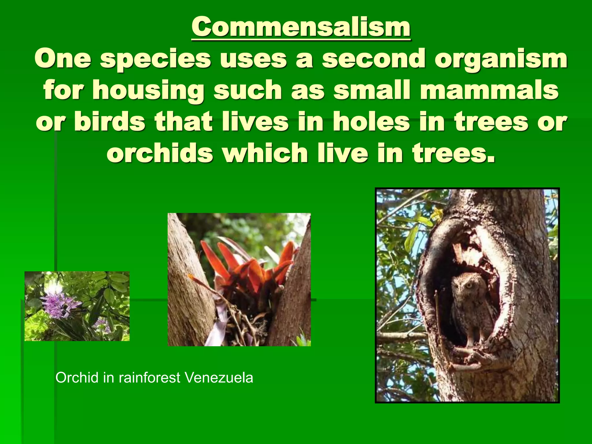 Commensalism
One species uses a second organism
for housing such as small mammals
or birds that lives in holes in trees or
orchids which live in trees.
Orchid in rainforest Venezuela
 