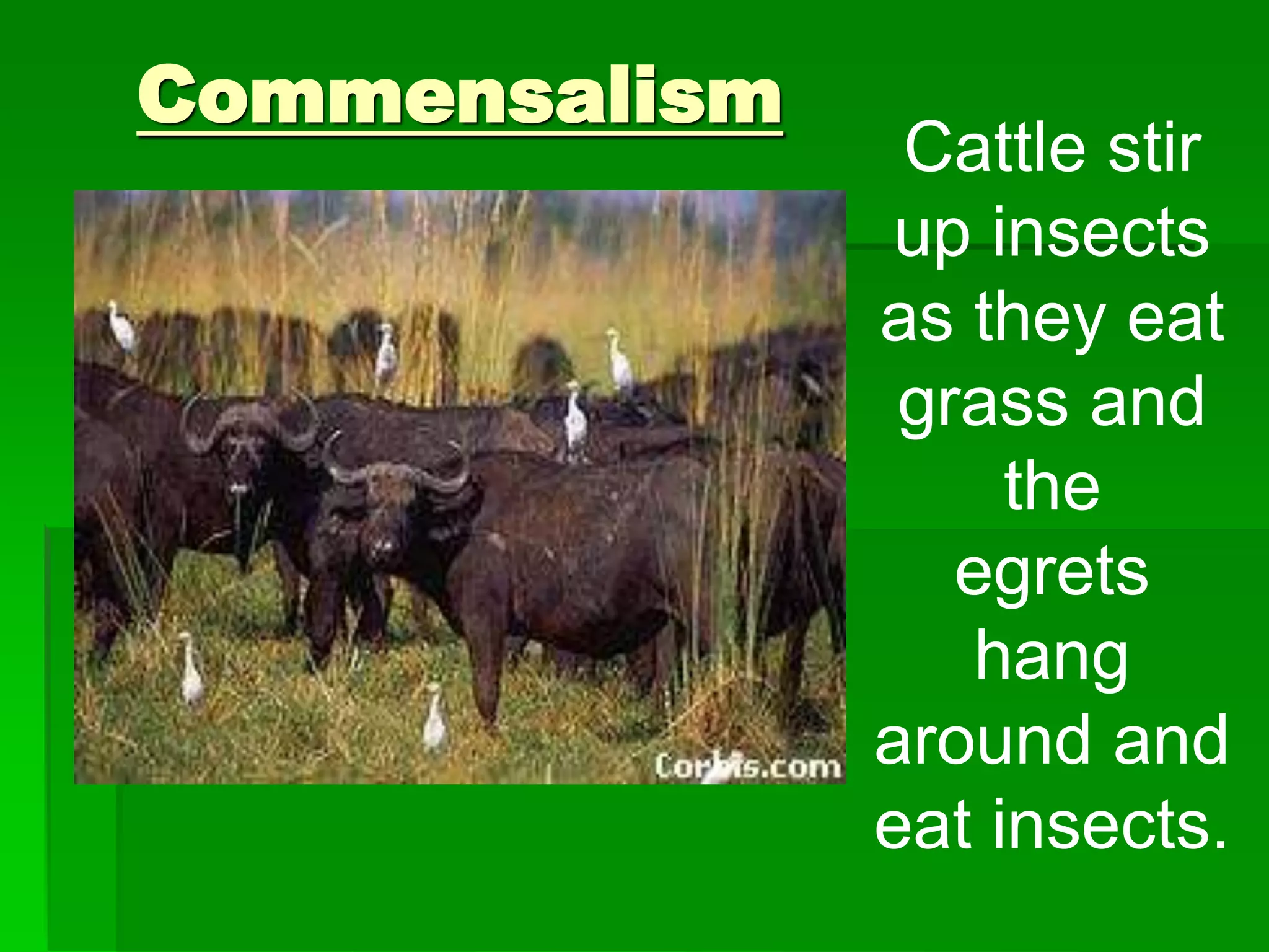 Cattle stir
up insects
as they eat
grass and
the
egrets
hang
around and
eat insects.
Commensalism
 