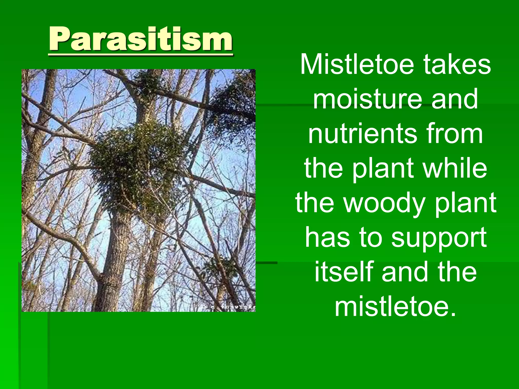 Parasitism
Mistletoe takes
moisture and
nutrients from
the plant while
the woody plant
has to support
itself and the
mistletoe.
 