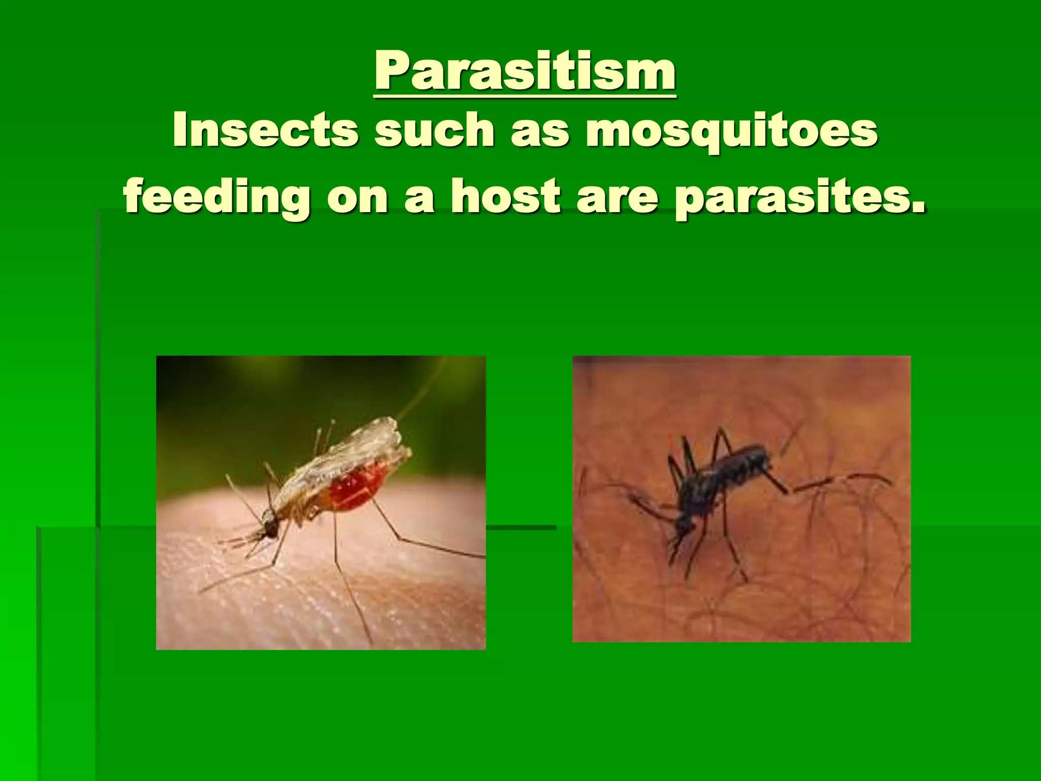 Parasitism
Insects such as mosquitoes
feeding on a host are parasites.
 