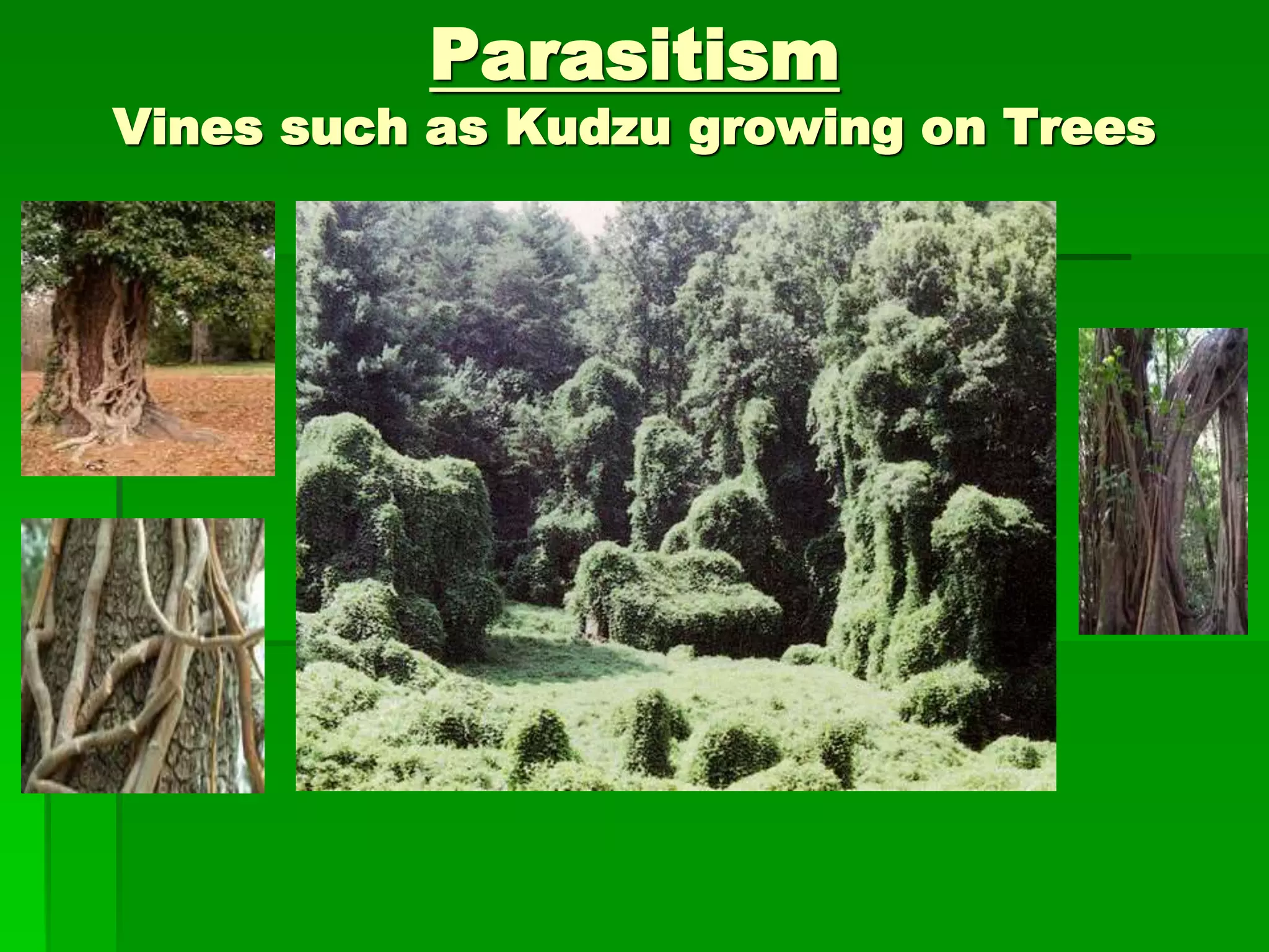 Parasitism
Vines such as Kudzu growing on Trees
 