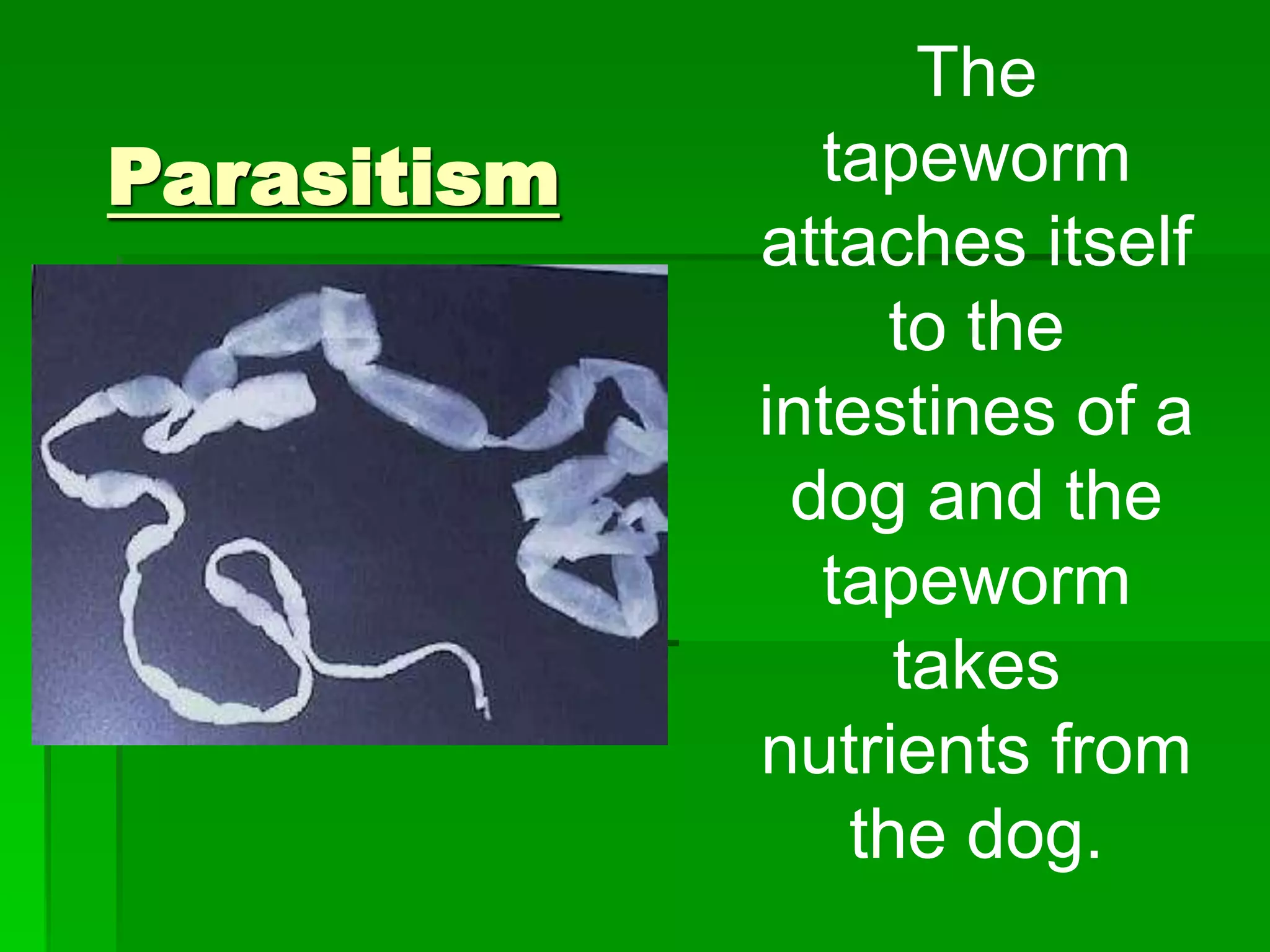 Parasitism
The
tapeworm
attaches itself
to the
intestines of a
dog and the
tapeworm
takes
nutrients from
the dog.
 
