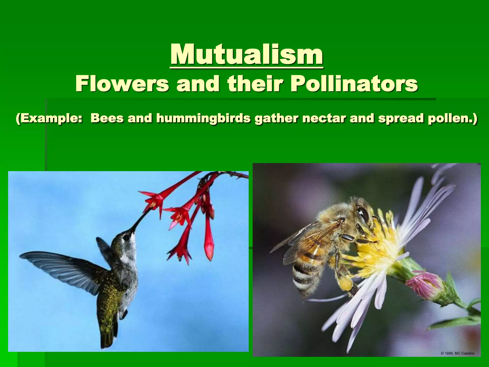 Mutualism
Flowers and their Pollinators
(Example: Bees and hummingbirds gather nectar and spread pollen.)
 