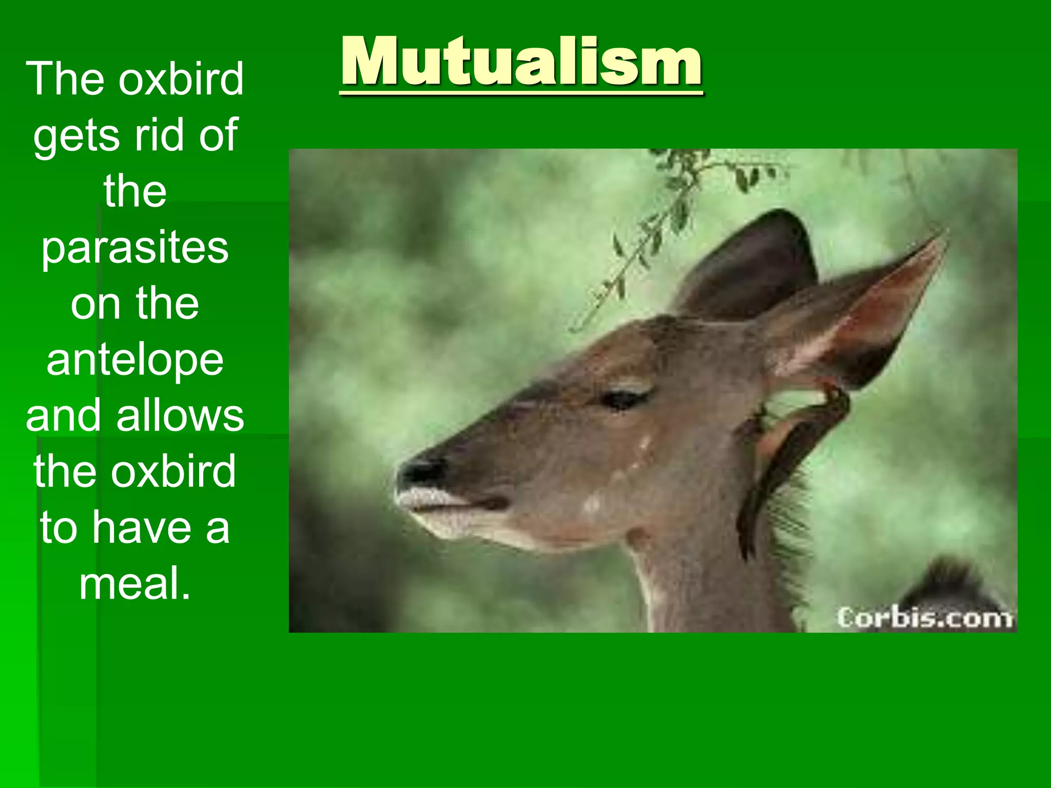 The oxbird
gets rid of
the
parasites
on the
antelope
and allows
the oxbird
to have a
meal.
Mutualism
 