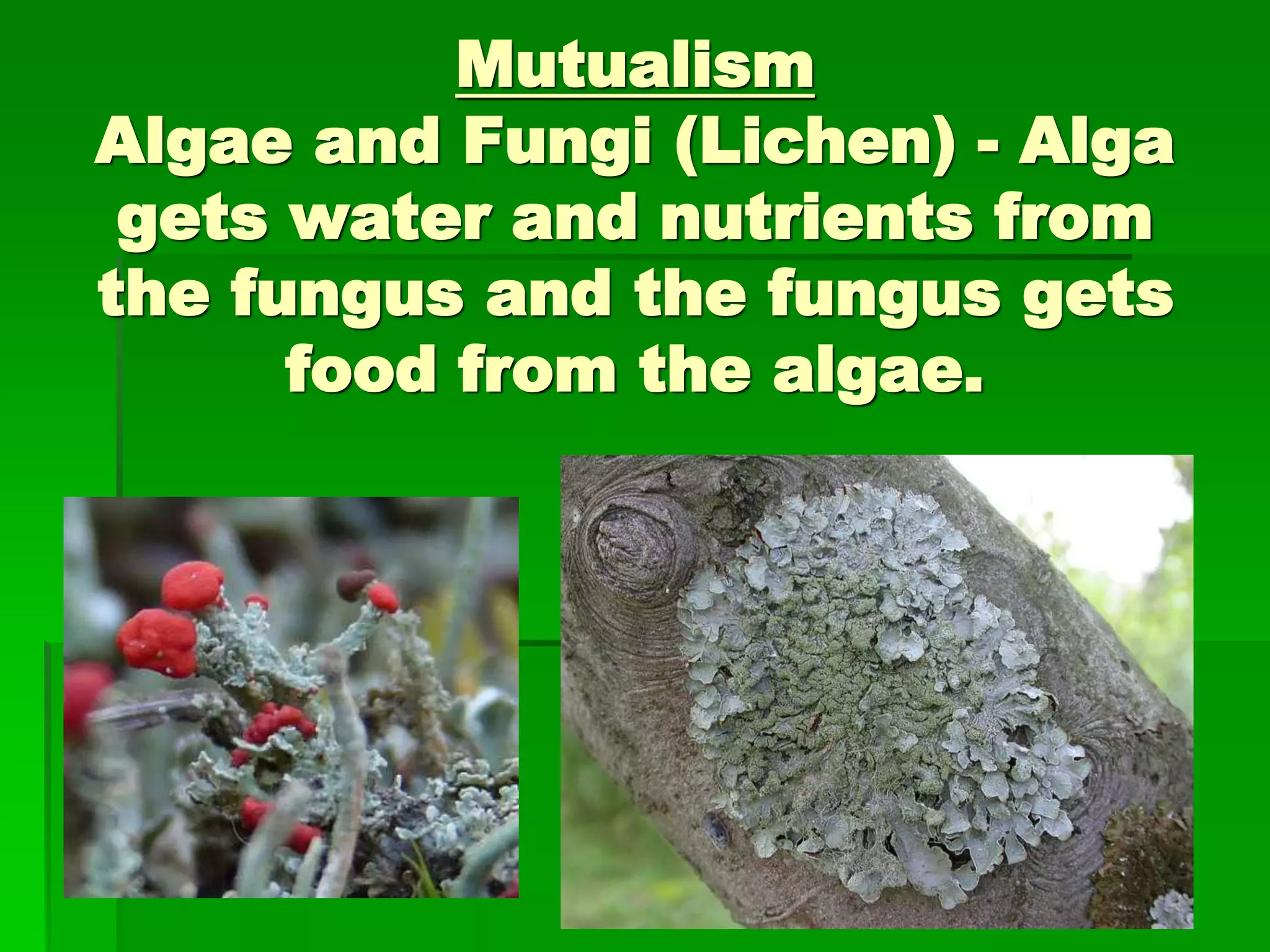 Mutualism
Algae and Fungi (Lichen) - Alga
gets water and nutrients from
the fungus and the fungus gets
food from the algae.
 