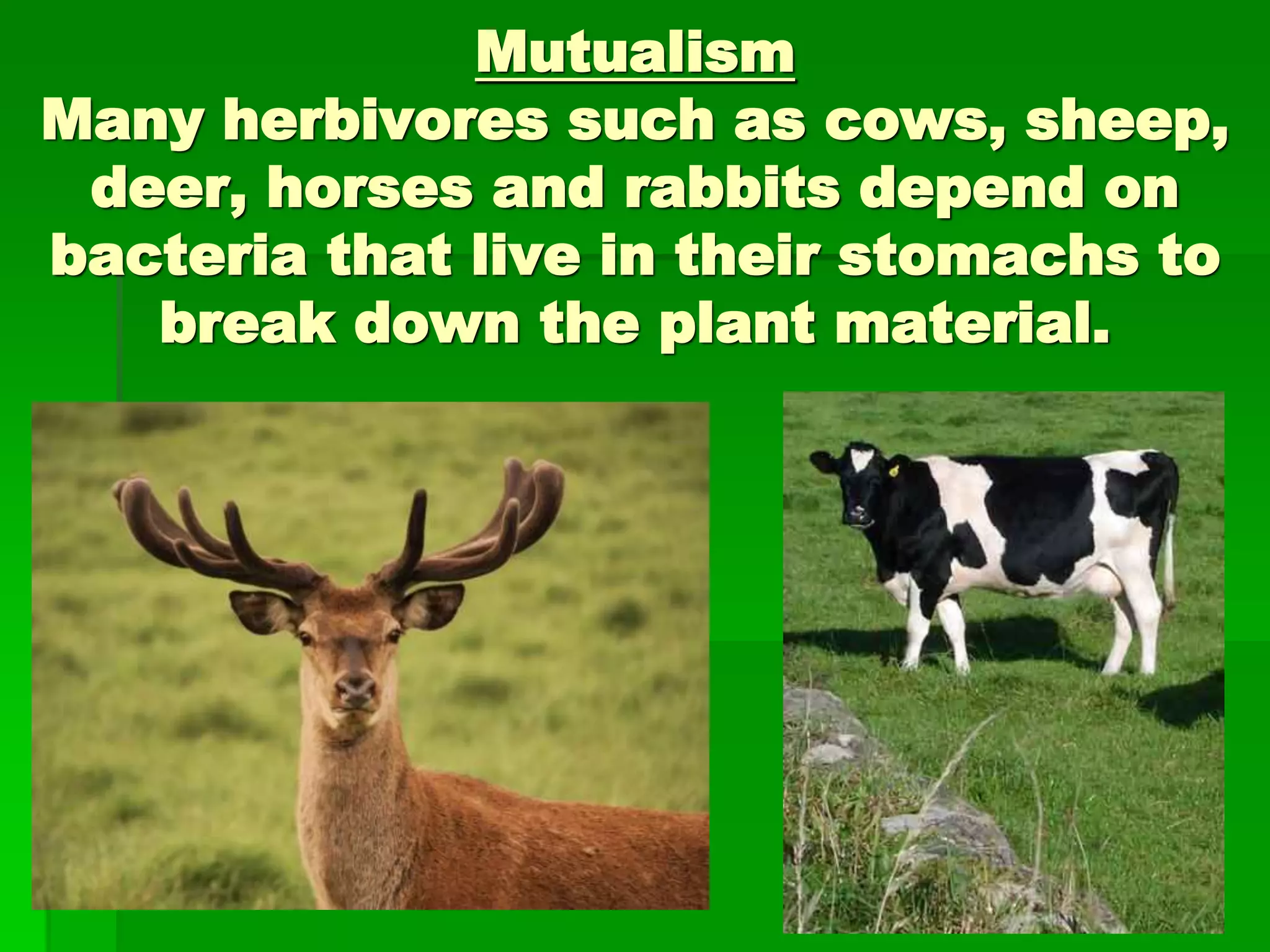 Mutualism
Many herbivores such as cows, sheep,
deer, horses and rabbits depend on
bacteria that live in their stomachs to
break down the plant material.
 