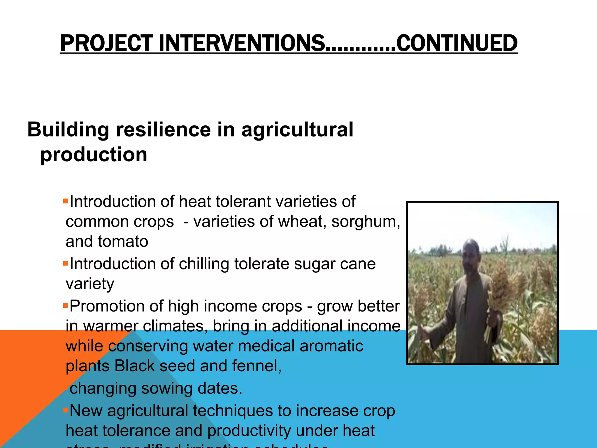 PROJECT INTERVENTIONS…………CONTINUED
Building resilience in agricultural
production
Introduction of heat tolerant varieties of
common crops - varieties of wheat, sorghum,
and tomato
Introduction of chilling tolerate sugar cane
variety
Promotion of high income crops - grow better
in warmer climates, bring in additional income
while conserving water medical aromatic
plants Black seed and fennel,
changing sowing dates.
New agricultural techniques to increase crop
heat tolerance and productivity under heat
 