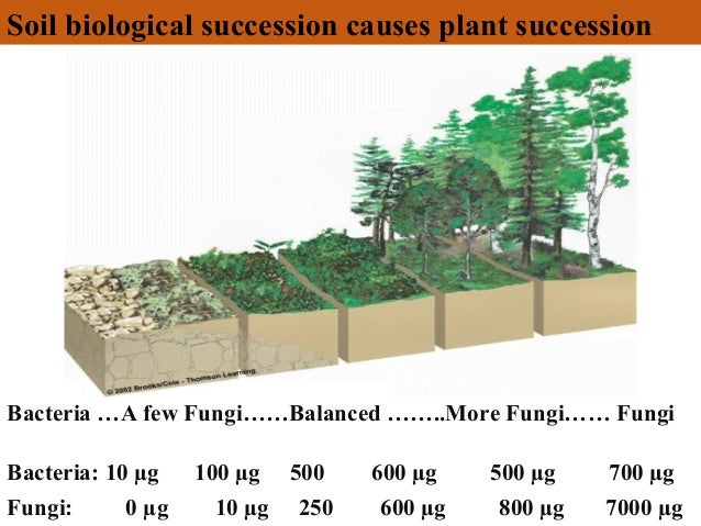 Image result for elaine ingram soil succession