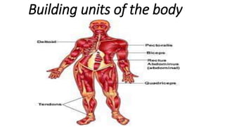 Building units of the body
 