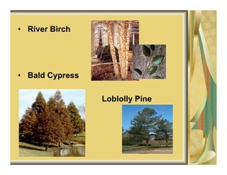 • River Birch




• Bald Cypress

                 Loblolly Pine
 