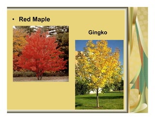 • Red Maple

              Gingko
 