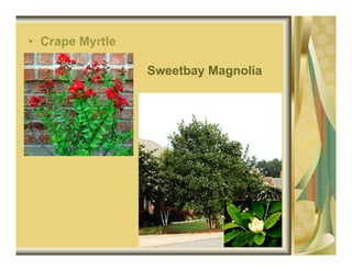 • Crape Myrtle

                 Sweetbay Magnolia
 