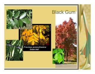 Black Gum
 