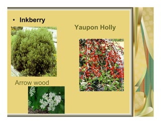 • Inkberry
             Yaupon Holly




Arrow wood
 