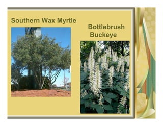 Southern Wax Myrtle
                      Bottlebrush
                      Buckeye
 