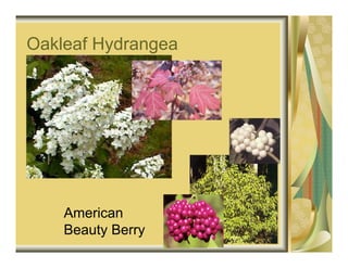 Oakleaf Hydrangea




    American
    Beauty Berry
 