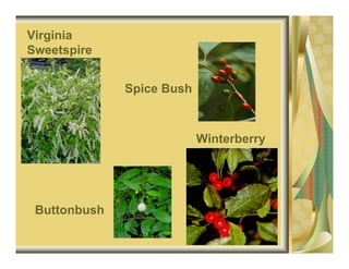 Virginia
Sweetspire


              Spice Bush



                           Winterberry




 Buttonbush
 