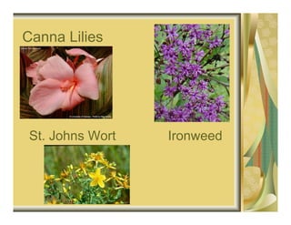 Canna Lilies




 St. Johns Wort   Ironweed
 