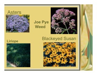 Asters
          Joe Pye
           Weed


             Blackeyed Susan
Liriope
 
