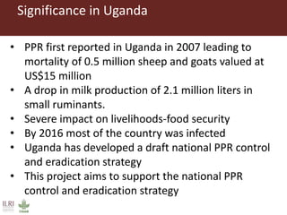 Boosting Uganda’s Investments in Livestock Development (2019-2023): Introducing the Peste des Petits Ruminants (PPR) component 