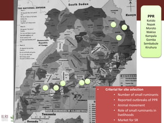 Boosting Uganda’s Investments in Livestock Development (2019-2023): Introducing the Peste des Petits Ruminants (PPR) component 