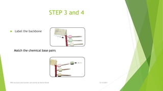 STEP 3 and 4
 Label the backbone
12/12/2017DNA structure and function Lab activity by Murat Ozturk
Match the chemical base pairs
 