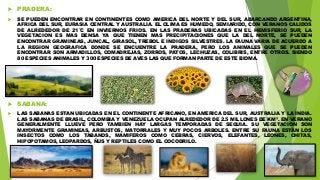  PRADERA:
 SE PUEDEN ENCONTRAR EN CONTINENTES COMO AMERICA DEL NORTE Y DEL SUR, ABARCANDO ARGENTINA,
AFRICA DEL SUR, EURASIA CENTRAL Y AUSTRALIA. EL CLIMA ES HUMEDO, SEMIARIDO, CON VERANOS CALIDOS
DE ALREDEDOR DE 21˚C EN INVIERNOS FRIOS. EN LAS PRADERAS UBICADAS EN EL HEMISFERIO SUR, LA
VEGETACION ES MAS DENSA YA QUE TIENEN MAS PRECIPITACIONES QUE LA DEL NORTE, SE PUEDEN
ENCONTRAR GRAMINEAS, JUNCAL, GIRASOL, TREBOL E INDIGOS SILVESTRES. LA FAUNA VARIA DE ACUERDO A
LA REGION GEOGRAFICA DONDE SE ENCUENTRE LA PRADERA, PERO LOS ANIMALES QUE SE PUEDEN
ENCONTRAR SON ARMADILLOS, COMADREJAS, ZORROS, PATOS, LECHUZAS, COLIBRIS, ENTRE OTROS. SIENDO
80 ESPECIES ANIMALES Y 300 ESPECIES DE AVES LAS QUE FORMAN PARTE DE ESTE BIOMA.
 SABANA:
 LAS SABANAS ESTAN UBICADAS EN EL CONTINENTE AFRICANO, EN AMERICA DEL SUR, AUSTRALIA Y LA INDIA.
LAS SABANAS DE BRASIL, COLOMBIA Y VENEZUELA OCUPAN ALREDEDOR DE 2.5 MILLONES DE KM². EN VERANO
GENERALMENTE LLUEVE PERO TAMBIEN HAY LARGAS TEMPORADAS DE SEQUIA. SU VEGETACION SON
MAYORMENTE GRAMINEAS, ARBUSTOS, MATORRALES Y MUY POCOS ARBOLES. ENTRE SU FAUNA ESTAN LOS
INSECTOS COMO LOS TABANOS, MAMIFEROS COMO CEBRAS, CIERVOS, ELEFANTES, LEONES, CHITAS,
HIPOPOTAMOS, LEOPARDOS, ÑUS Y REPTILES COMO EL COCODRILO.
 