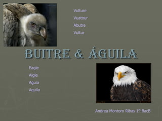 BUITRE & ÁGUILA Eagle Aigle Aguia Aquila Vulture Vuatour Abutre Vultur Andrea Montoro Ribas 1º BacB 