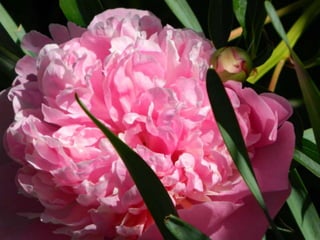 Bujori roz