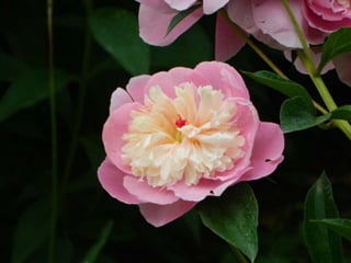 Bujori roz