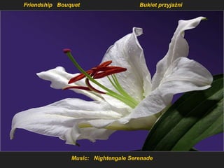 Music:  Nightengale Serenade Friendship  Bouquet Bukiet przyjaźni 