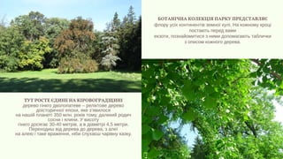 ТУТ РОСТЕ ЄДИНЕ НА КІРОВОГРАДЩИНІ
дерево гінкго дволопатеве – реліктове дерево
доісторичної епохи, яке з’явилося
на нашій планеті 350 млн. років тому, далекий родич
сосни і ялини. У висоту
гінкго досягає 30-40 метрів, а в діаметрі 4,5 метри.
Переходиш від дерева до дерева, з алеї
на алею і таке враження, ніби слухаєш чарівну казку.
БОТАНІЧНА КОЛЕКЦІЯ ПАРКУ ПРЕДСТАВЛЯЄ
флору усіх континентів земної кулі. На кожному кроці
постають перед вами
екзоти, познайомитися з ними допомагають таблички
з описом кожного дерева.
 
