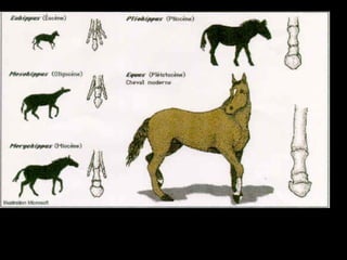 Gambar Evolusi Kuda
 