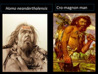Homo neanderthalensis Cro-magnon man
 