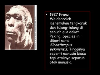 • 1927 Franz
Weidenreich
menemukan tengkorak
dan tulang-tulang di
sebuah gua dekat
Peking. Species ini
diberi nama
Sinanthropus
pekinensis. Tingginya
seperti manusia biasa
tapi otaknya separuh
otak manusia.
 