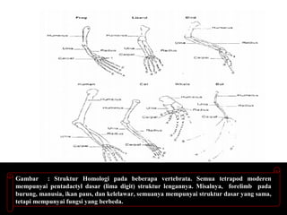 Gambar : Struktur Homologi pada beberapa vertebrata. Semua tetrapod moderen
mempunyai pentadactyl dasar (lima digit) struktur lengannya. Misalnya, forelimb pada
burung, manusia, ikan paus, dan kelelawar, semuanya mempunyai struktur dasar yang sama,
tetapi mempunyai fungsi yang berbeda.
 