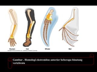 Gambar . Homologi ekstremitas anterior beberapa binatang
vertebrata
 