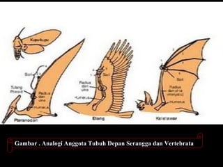 Gambar . Analogi Anggota Tubuh Depan Serangga dan Vertebrata
 