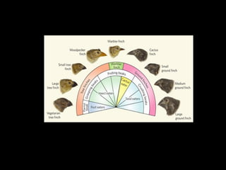 Contoh :
Bentuk paruh burung Finch yang ditemukan Darwin di
kepulauan Galapagos mirip dengan bentuk paruh burung
Finch yang ada di Amerika Selatan. Ada 13 spesies burung.
 