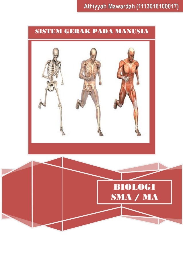  Gambar Otot Rangka Kerja Buku Anatomi Fisiologi Manusia 