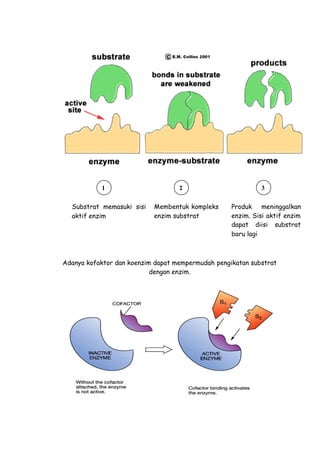 Adanya kofaktor dan koenzim dapat mempermudah pengikatan substrat
dengan enzim.
1 2 3
Substrat memasuki sisi
aktif enzim
Membentuk kompleks
enzim substrat
Produk meninggalkan
enzim. Sisi aktif enzim
dapat diisi substrat
baru lagi
 