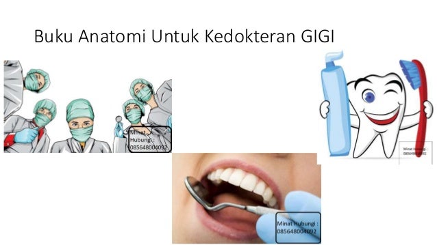 Anatomi Fisiologi Gigi Pdf Kenbio3