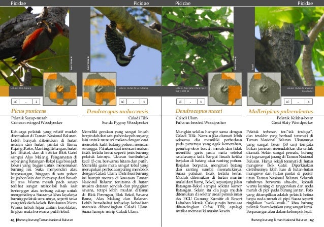 Buku Burung Baluran 2