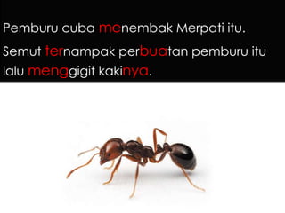 Semut dengan Merpati